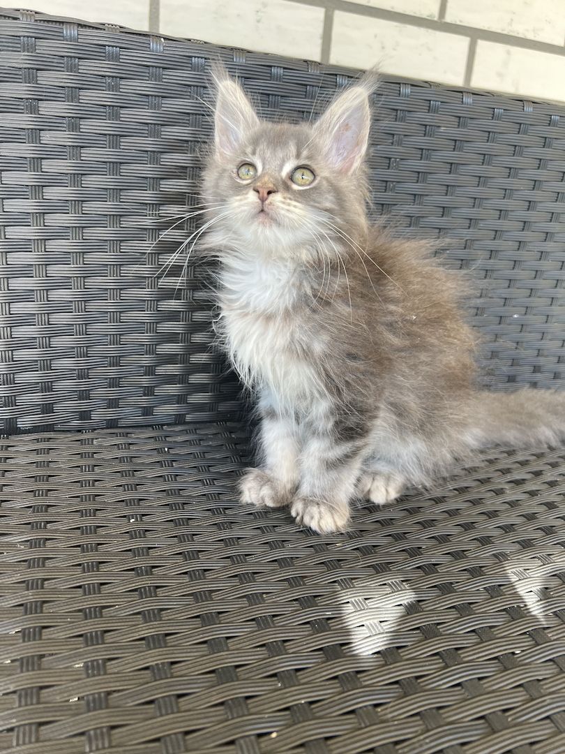 Reinrassige Maine Coon Kitten mit Stammbaum
