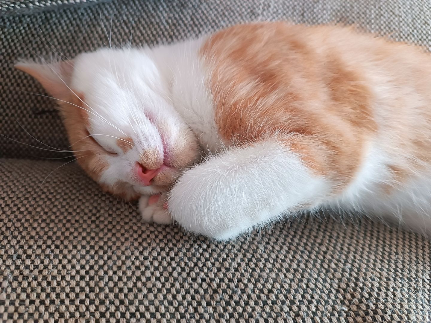 Zuckerschnuten Maine Coon Mix Kitten suchen