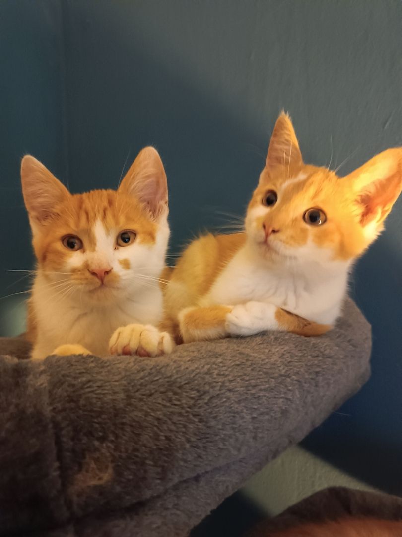 Zuckerschnuten Maine Coon Mix Kitten suchen