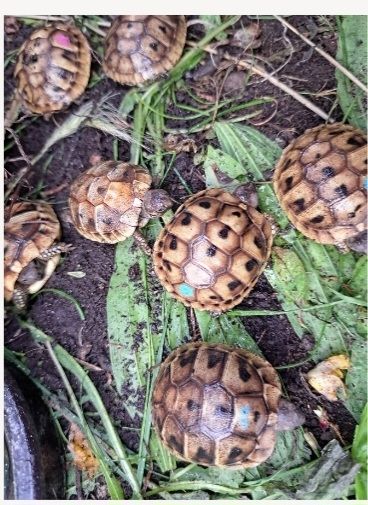 Griechische Landschildkröten zu verkaufen