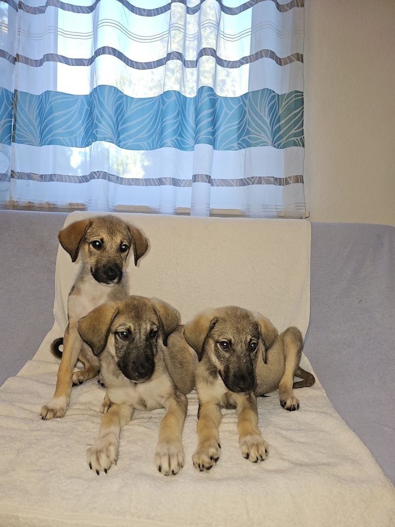 Kangal