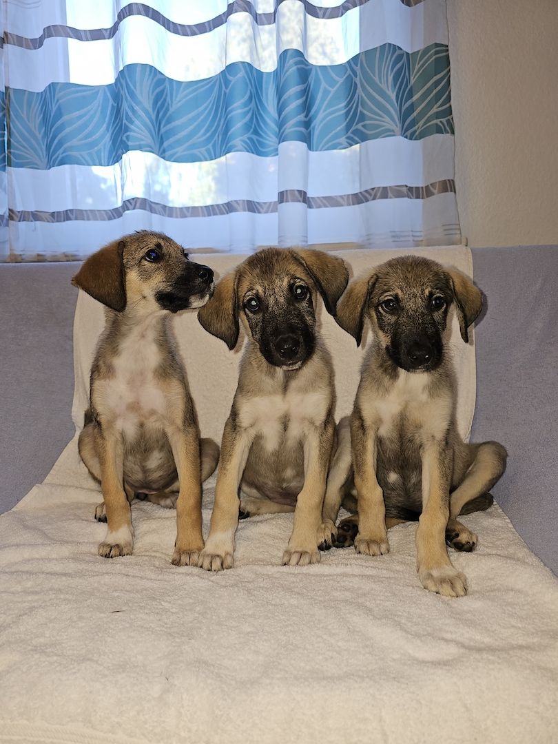 Kangal