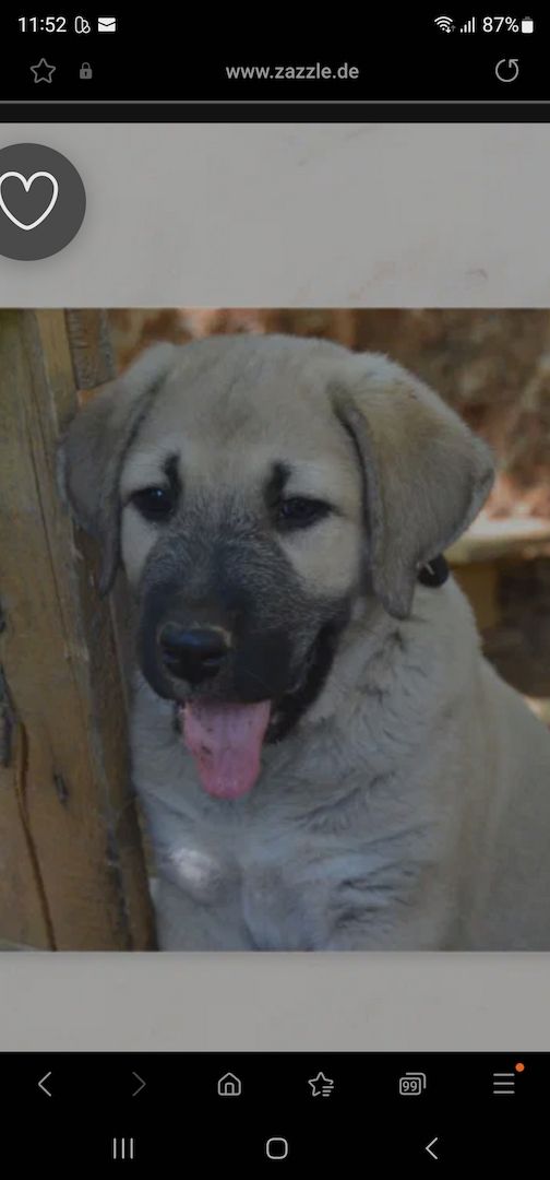 Kangal