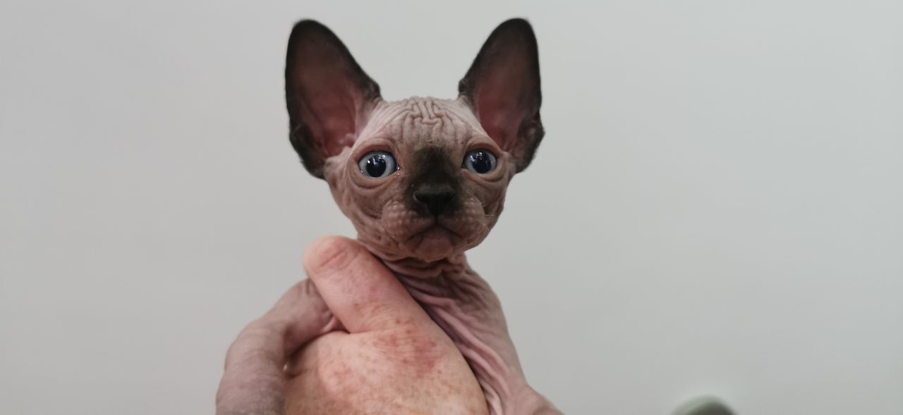 Drei kleine Sphynx-Kätzchen mit Stammbaum.