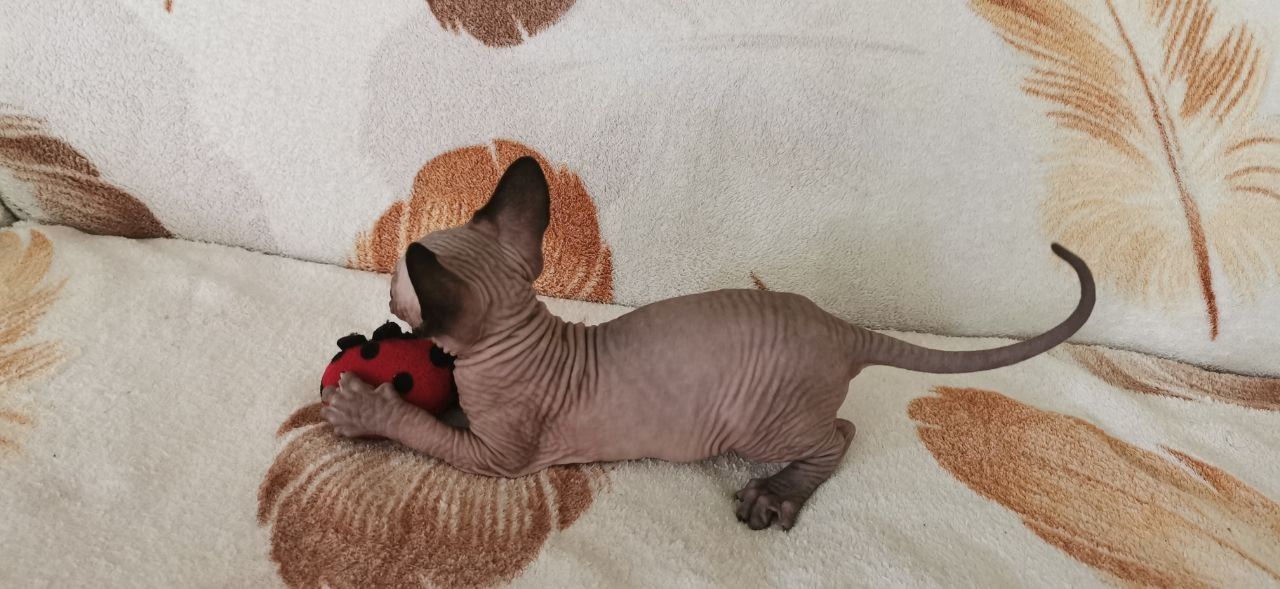 Drei kleine Sphynx-Kätzchen mit Stammbaum.
