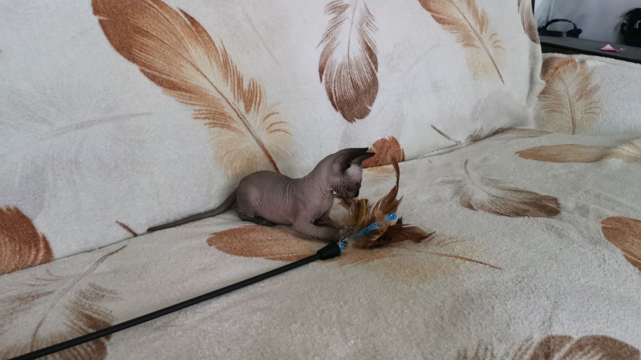 Drei kleine Sphynx-Kätzchen mit Stammbaum.