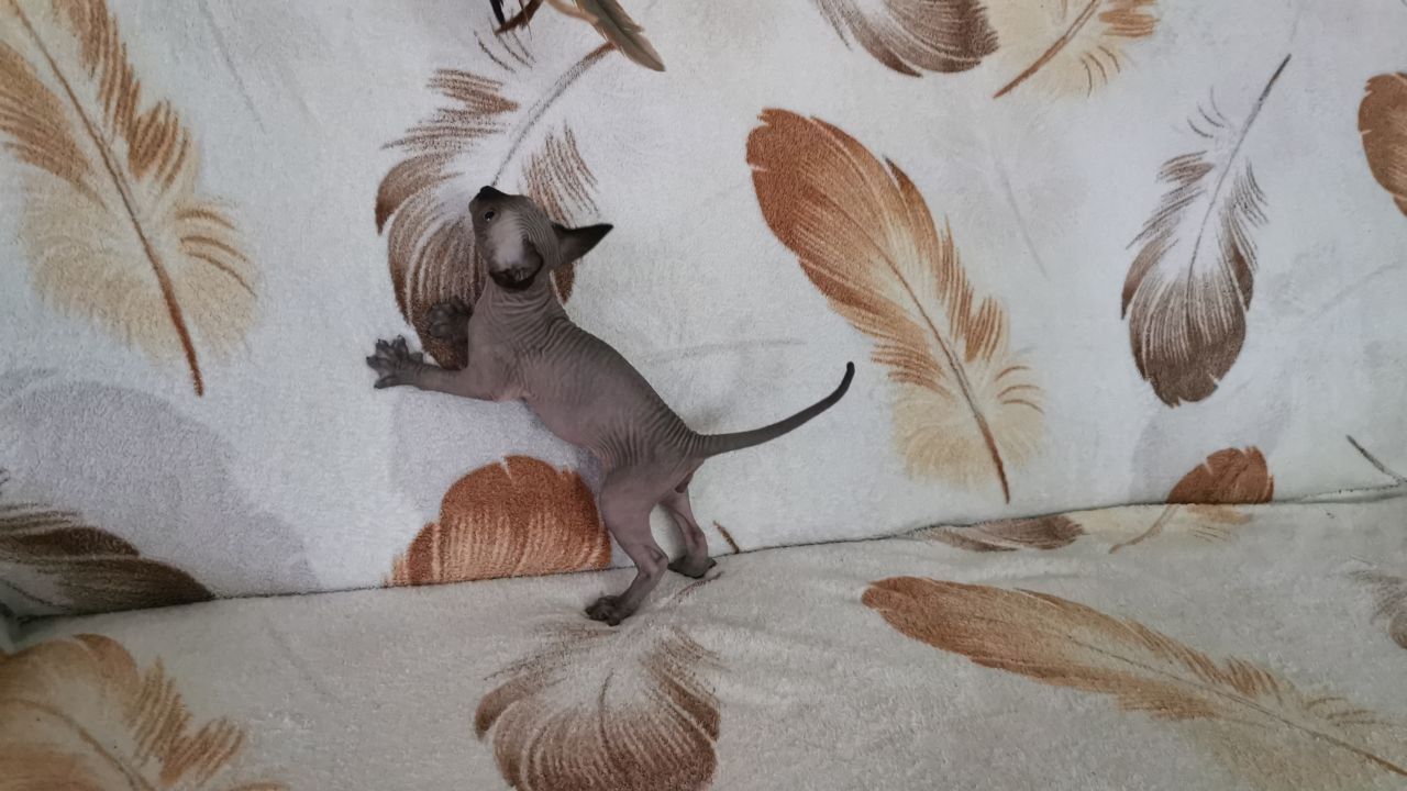 Drei kleine Sphynx-Kätzchen mit Stammbaum.