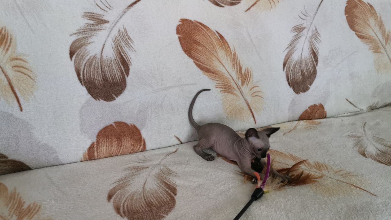 Drei kleine Sphynx-Kätzchen mit Stammbaum.