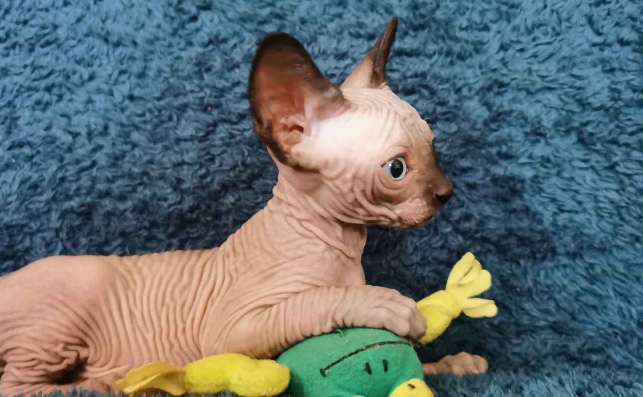 Drei kleine Sphynx-Kätzchen mit Stammbaum.