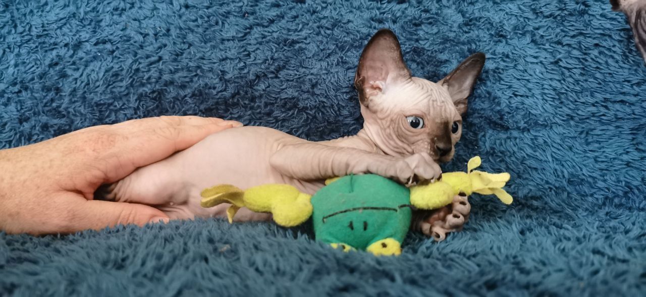 Drei kleine Sphynx-Kätzchen mit Stammbaum.