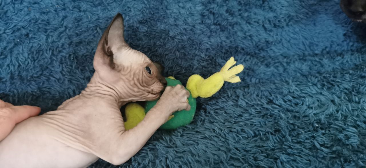 Drei kleine Sphynx-Kätzchen mit Stammbaum.