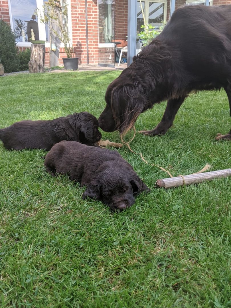 Deutsch Langhaar Welpen