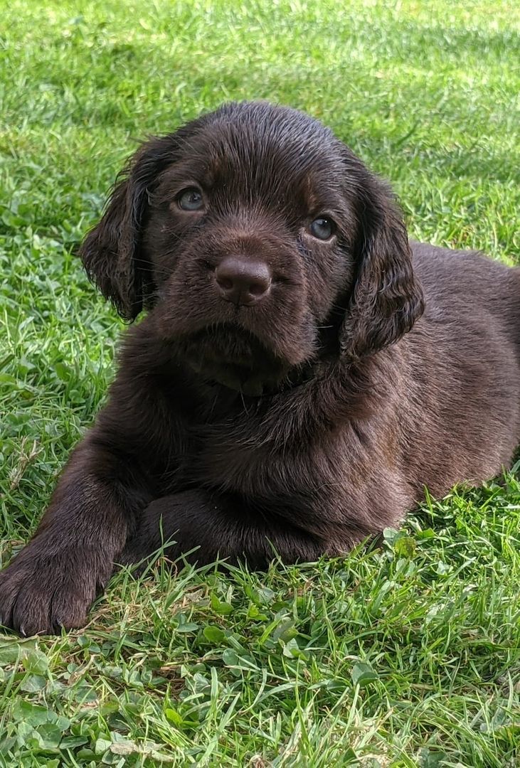 Deutsch Langhaar Welpen