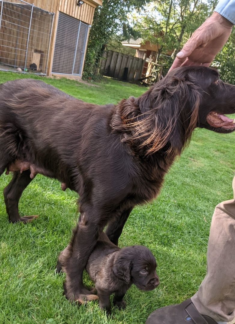 Deutsch Langhaar Welpen