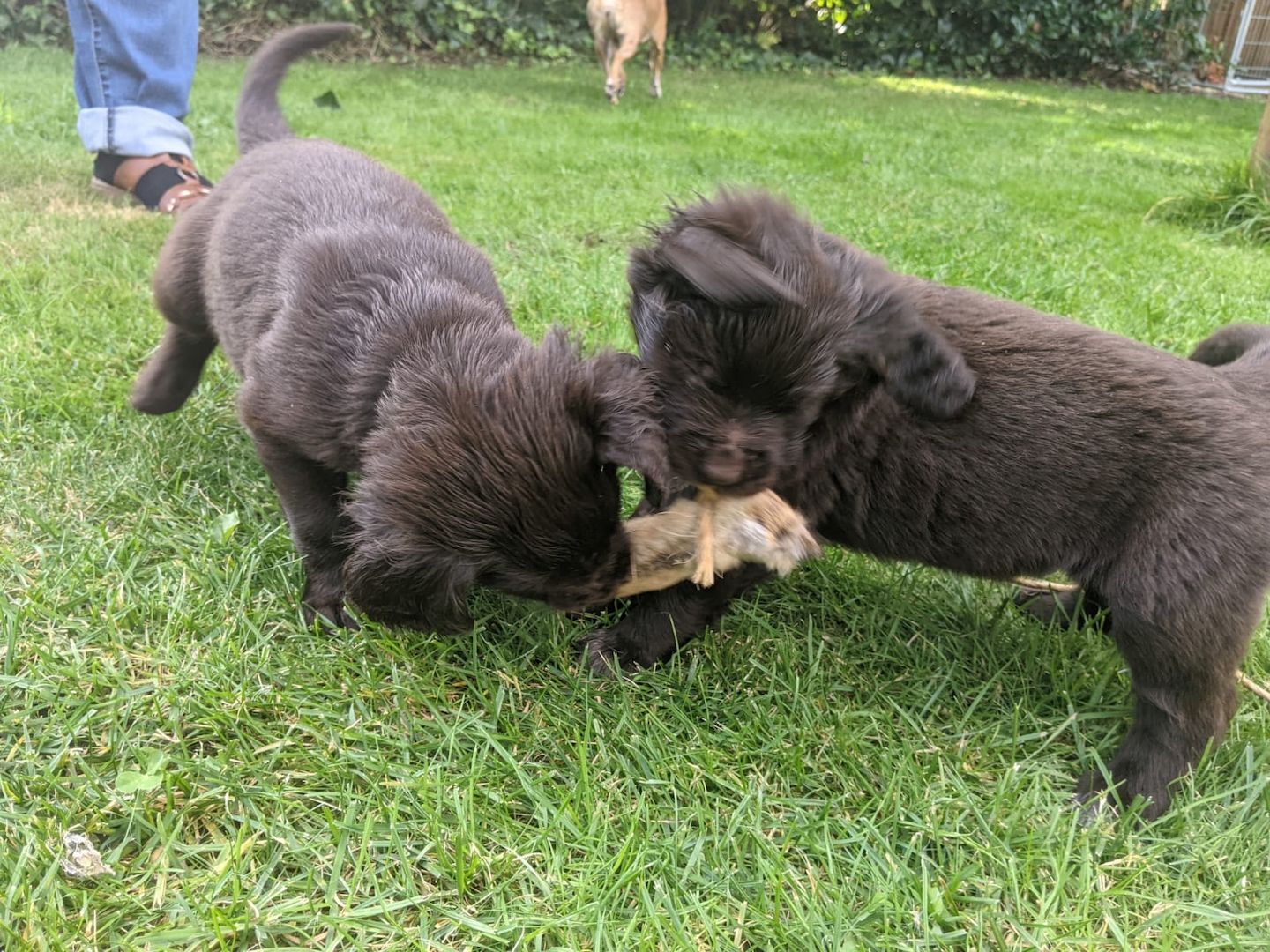 Deutsch Langhaar Welpen