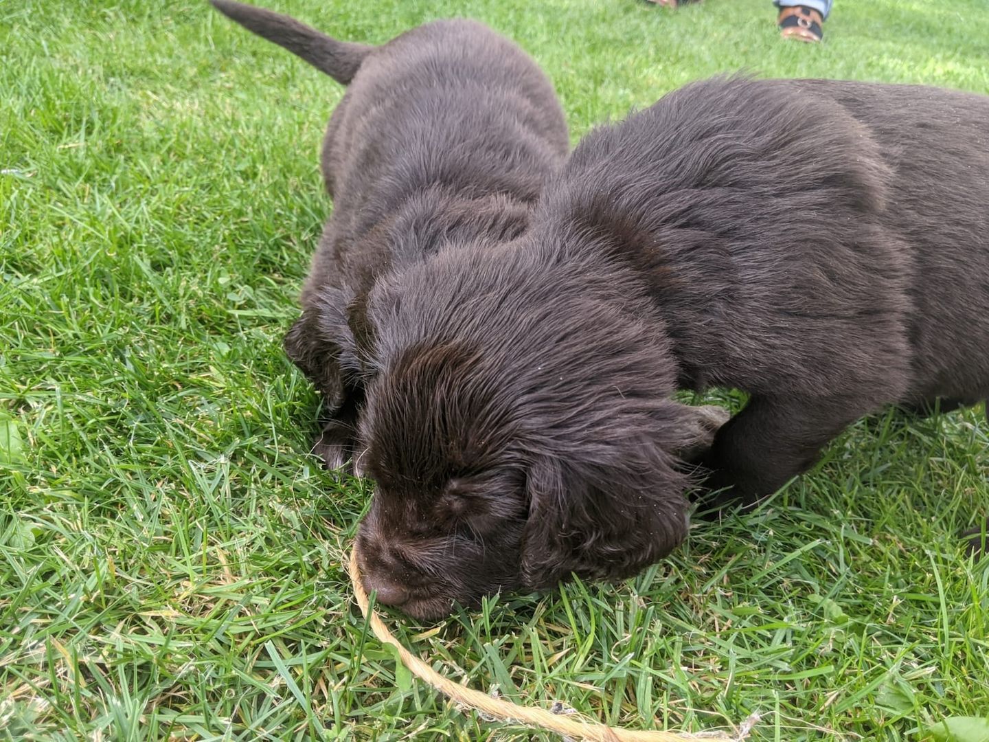 Deutsch Langhaar Welpen