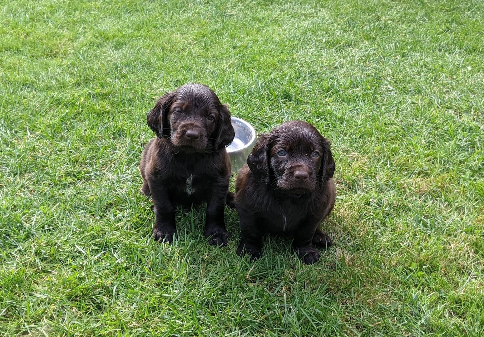 Deutsch Langhaar Welpen