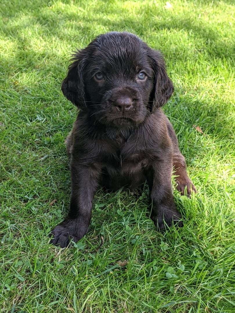 Deutsch Langhaar Welpen