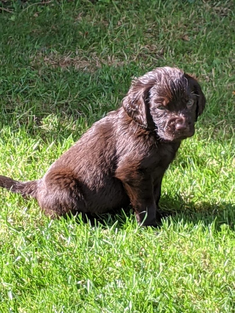 Deutsch Langhaar Welpen