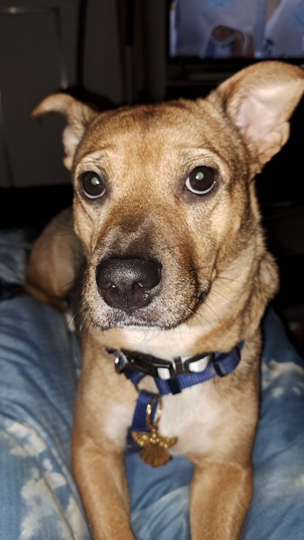 Mischlingshündin Mischlingshündin