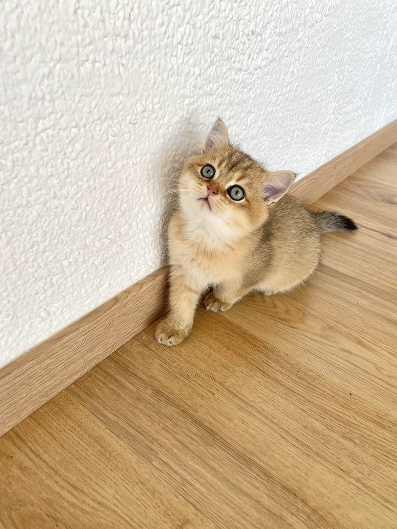 Süße BKH Kitten