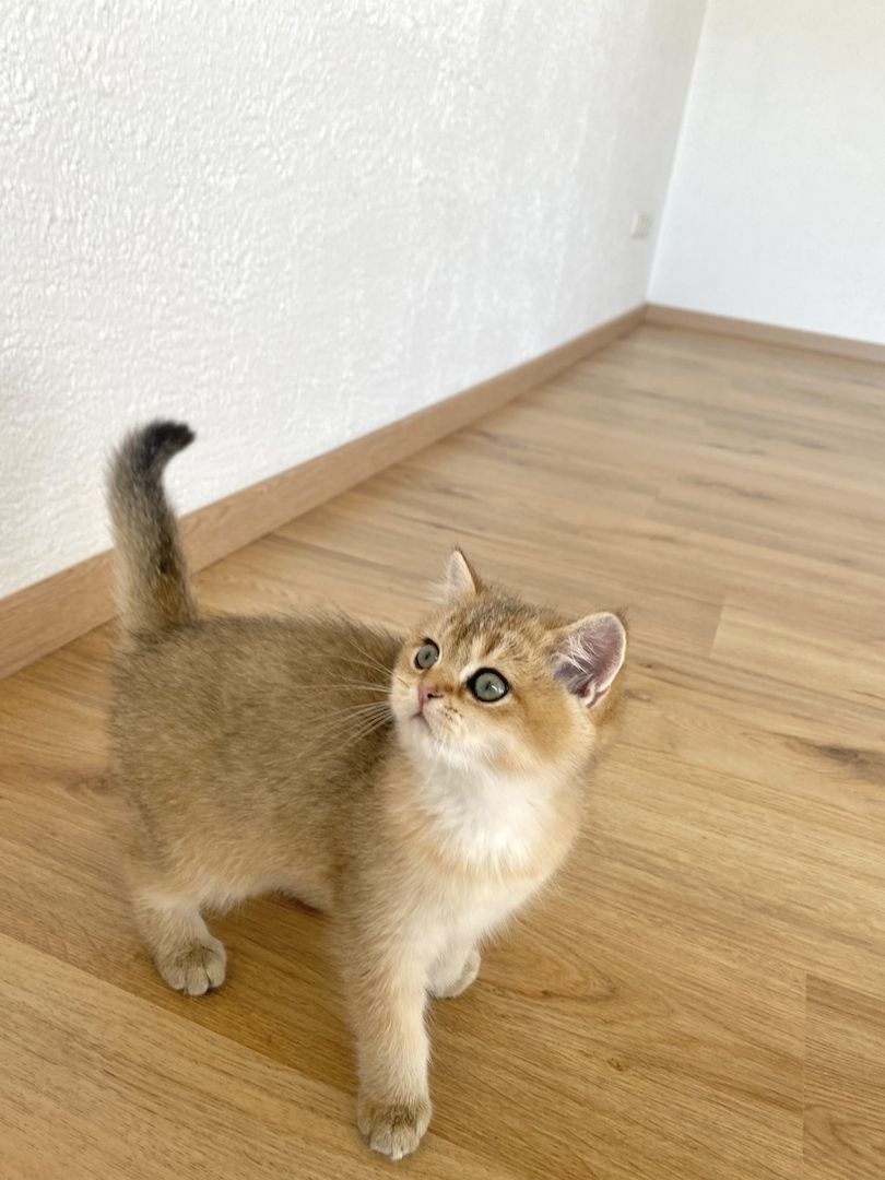 Süße BKH Kitten