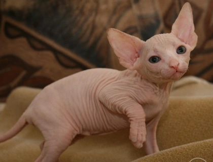 Sphynx Katzen mit Stammbaum