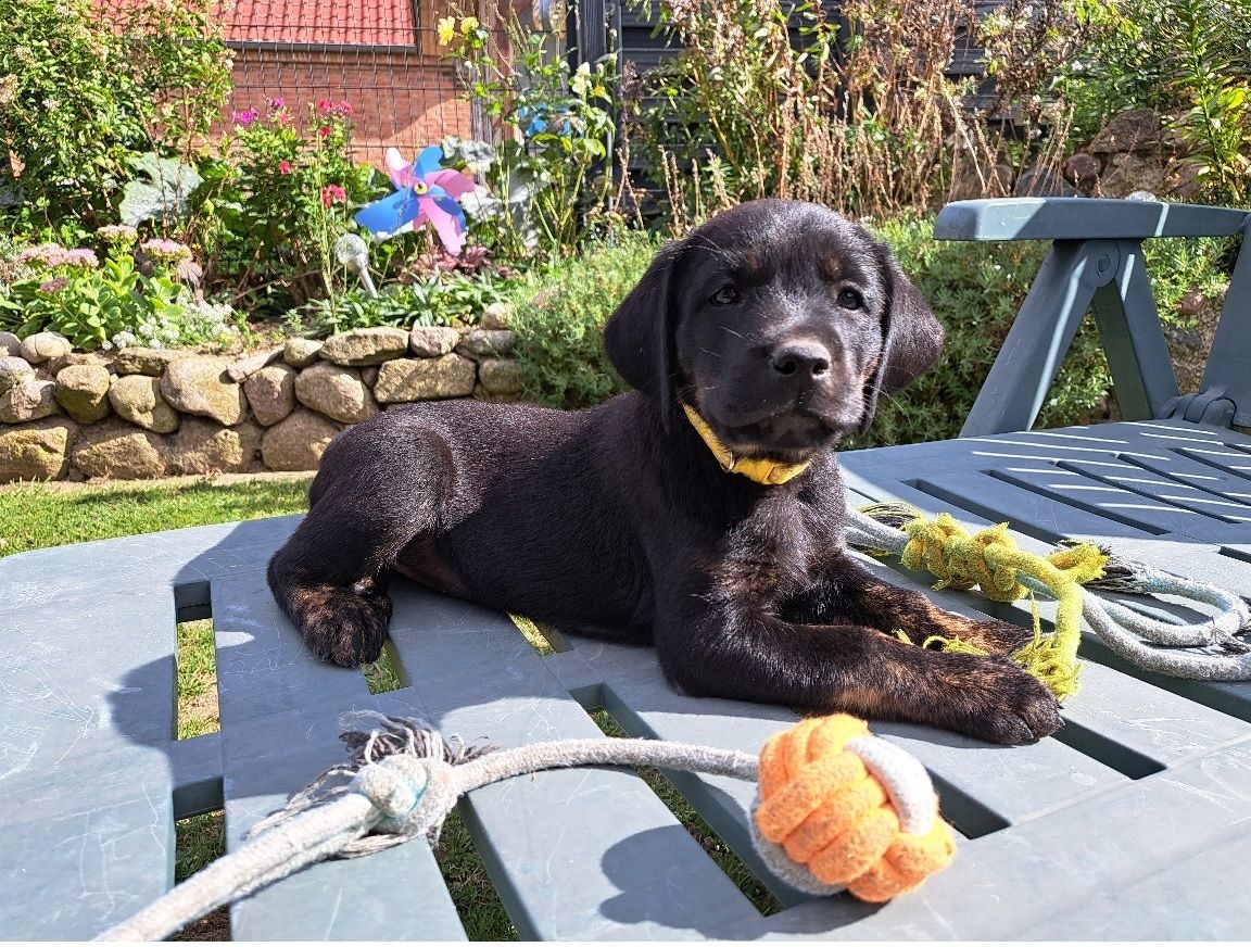 Labrador Welpen