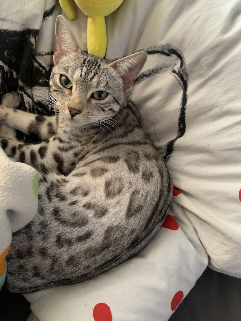 Bengalkatze Bengalkatze