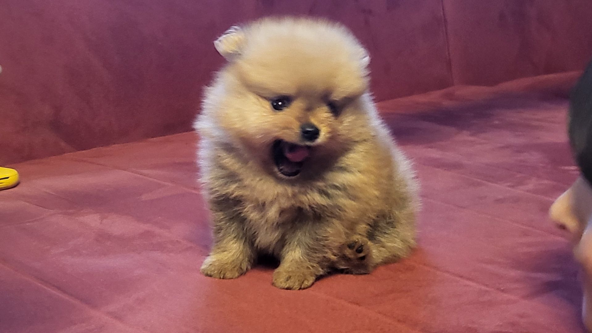 mini pomeranian teddy