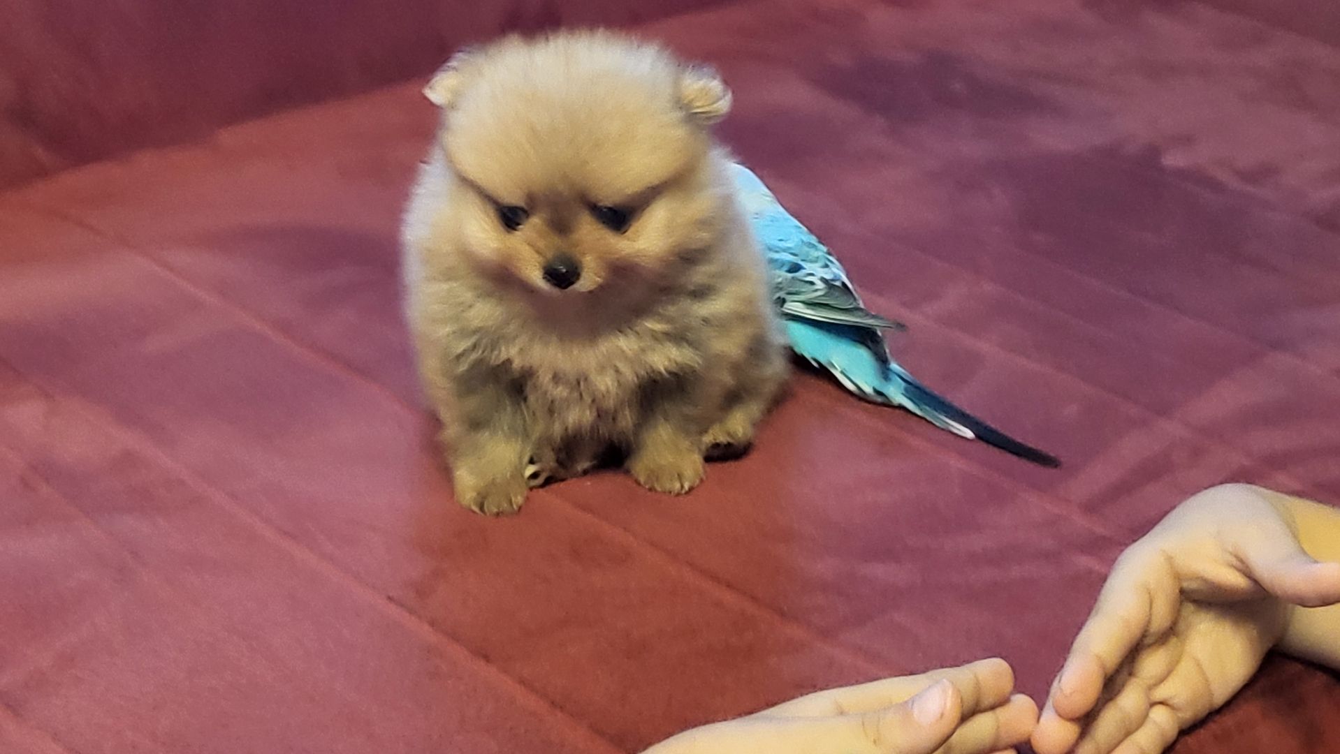 mini pomeranian teddy