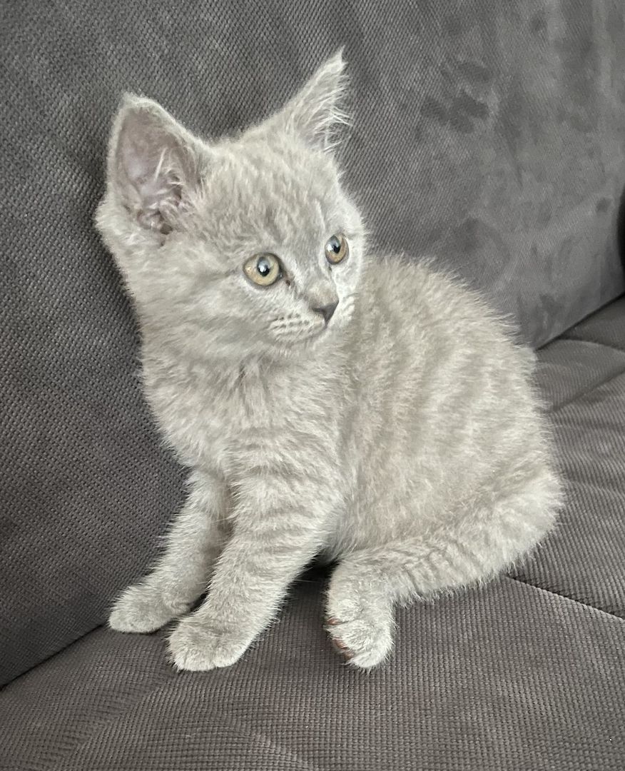 BKH Kitten grau
