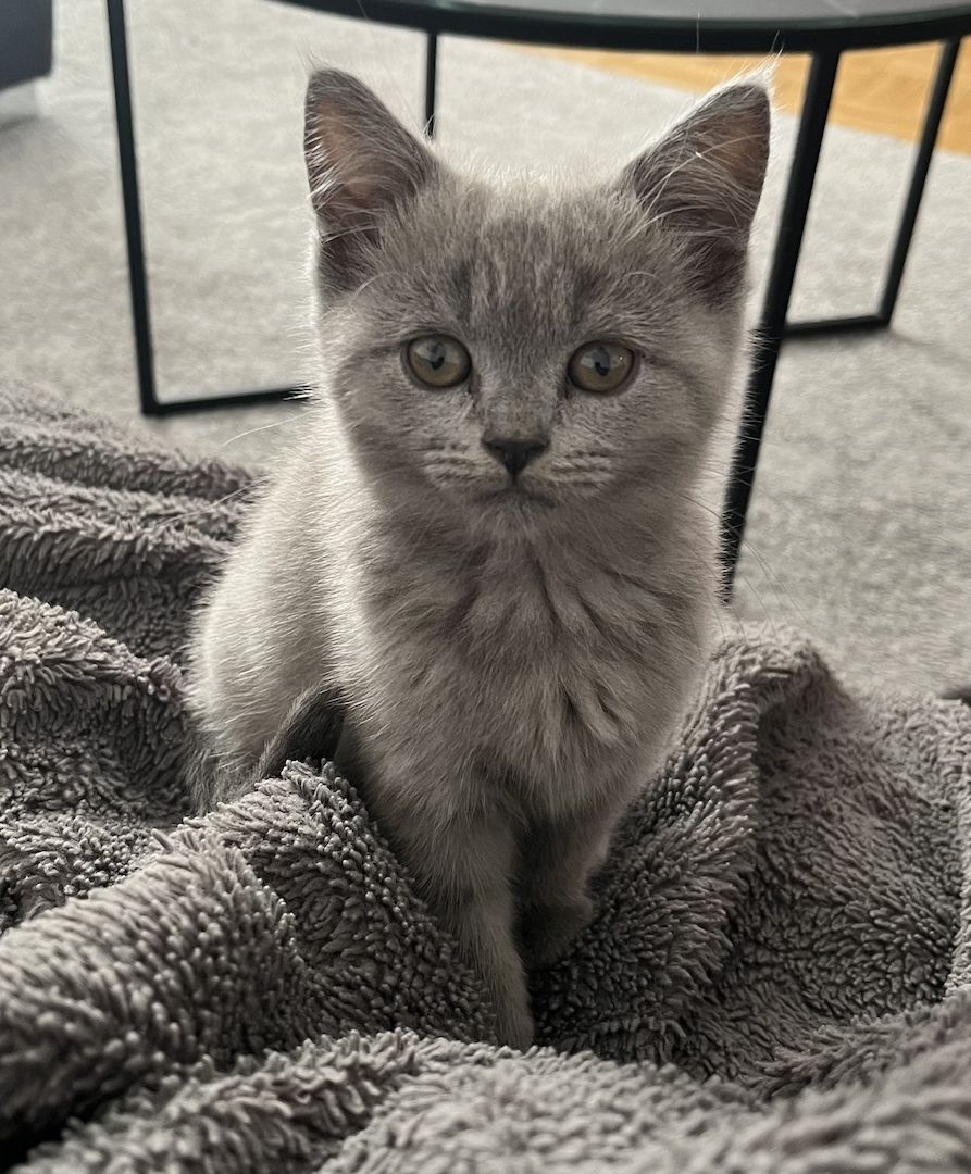 BKH Kitten grau