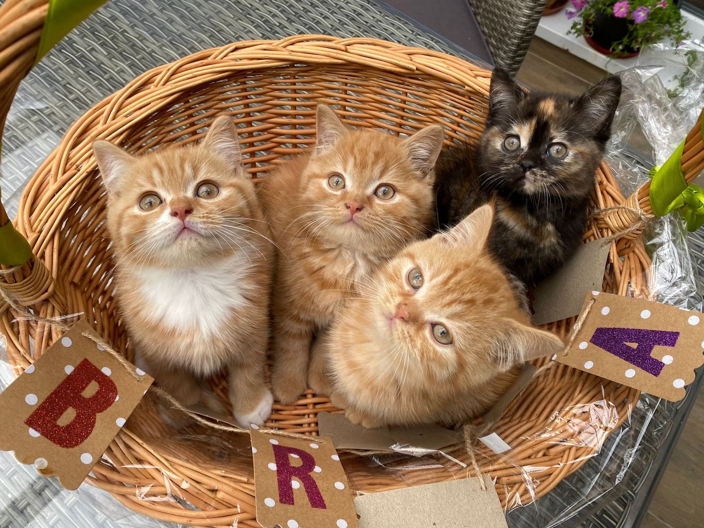 Reinrassige BLH und BKH Kitten golden shaded