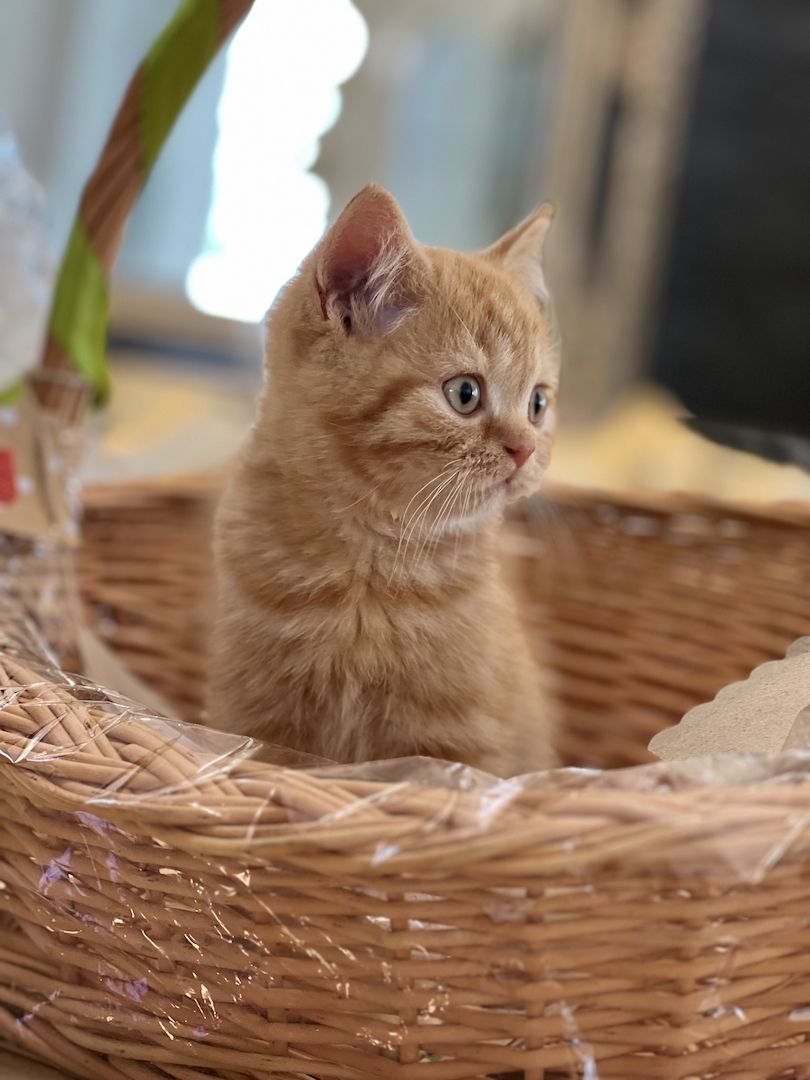 Reinrassige BLH und BKH Kitten golden shaded