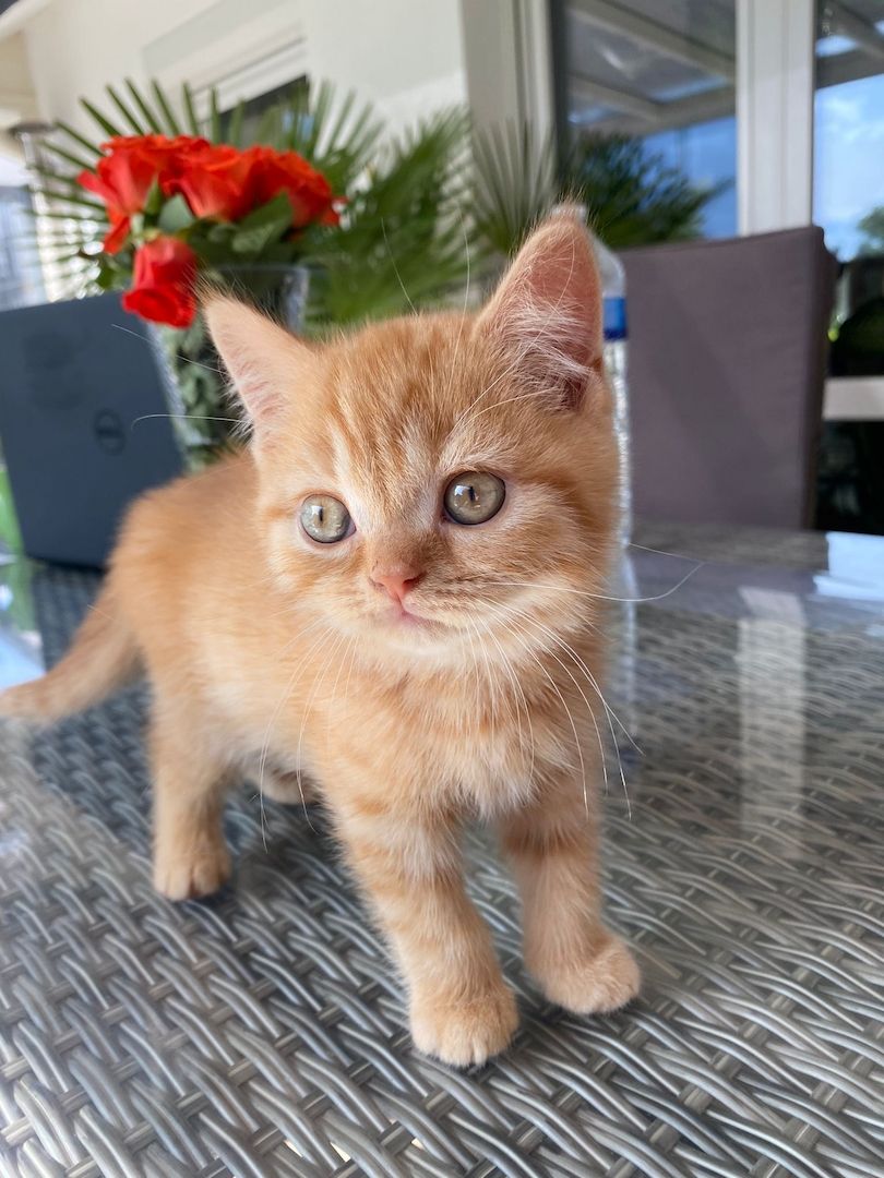 Reinrassige BLH und BKH Kitten golden shaded