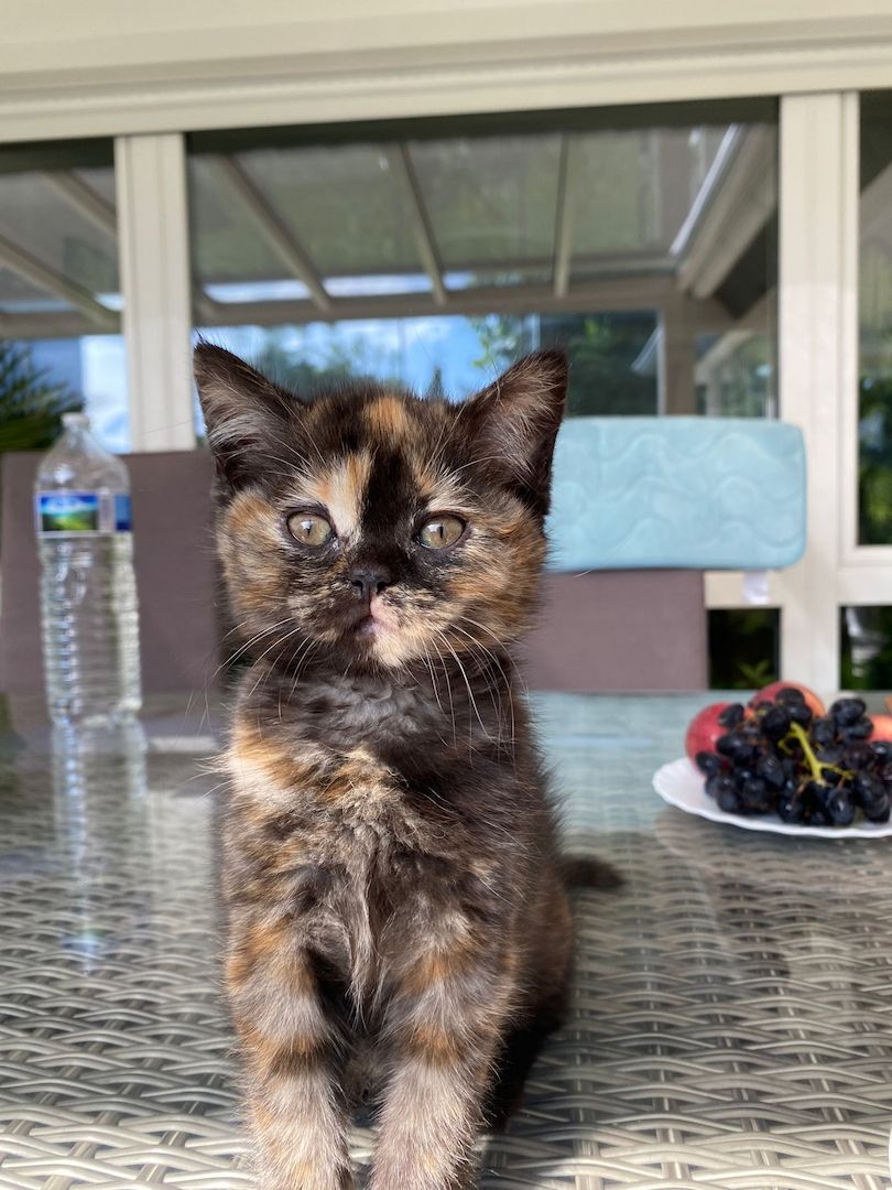 Reinrassige BLH und BKH Kitten golden shaded