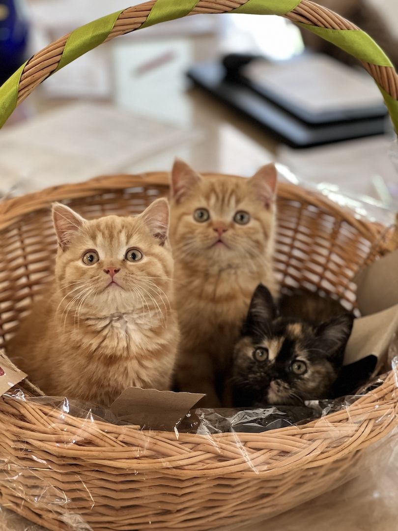 Reinrassige BLH und BKH Kitten golden shaded