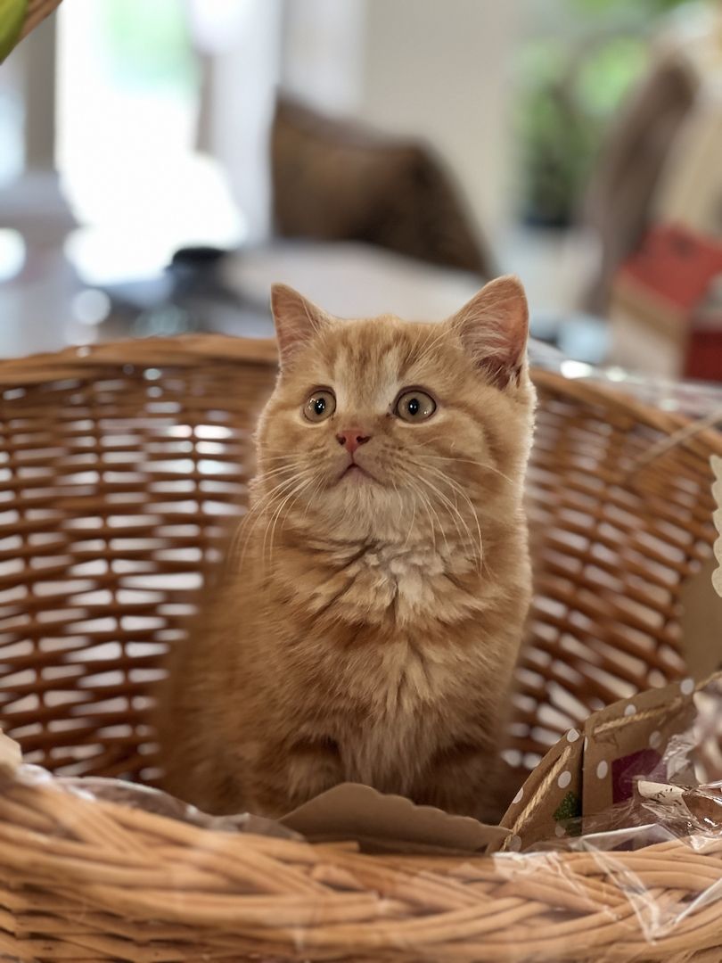 Reinrassige BLH und BKH Kitten golden shaded