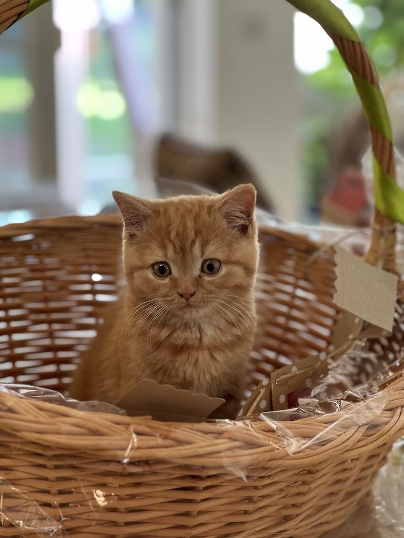 Reinrassige BLH und BKH Kitten golden shaded