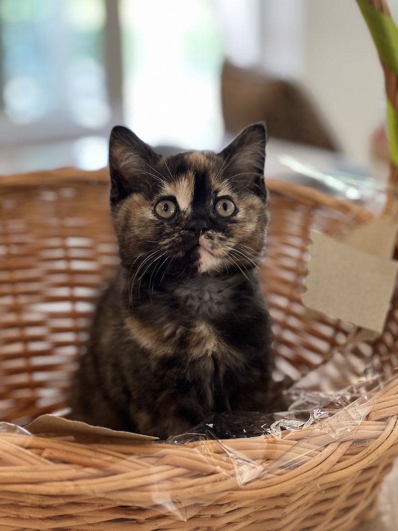 Reinrassige BLH und BKH Kitten golden shaded