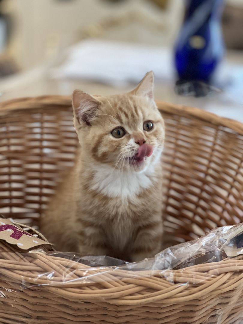 Reinrassige BLH und BKH Kitten golden shaded