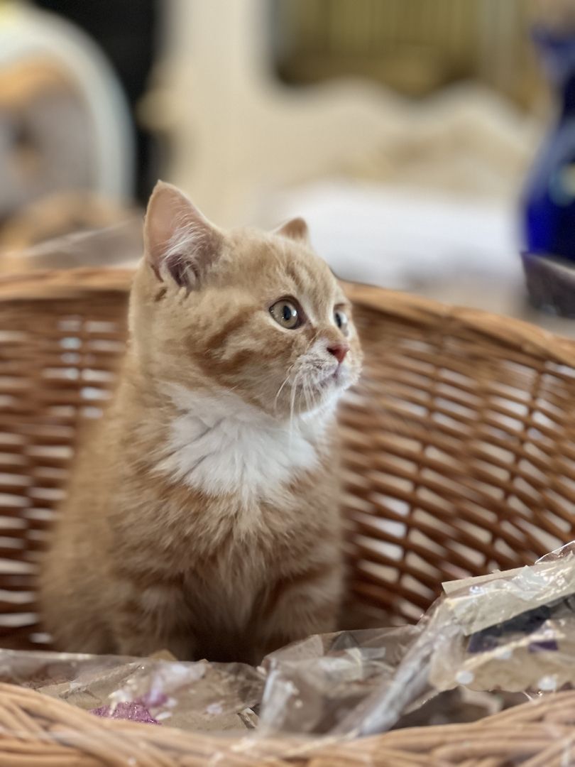 Reinrassige BLH und BKH Kitten golden shaded