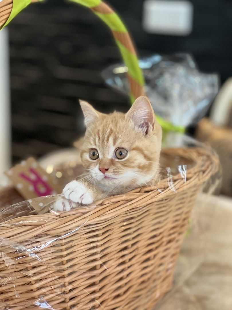 Reinrassige BLH und BKH Kitten golden shaded