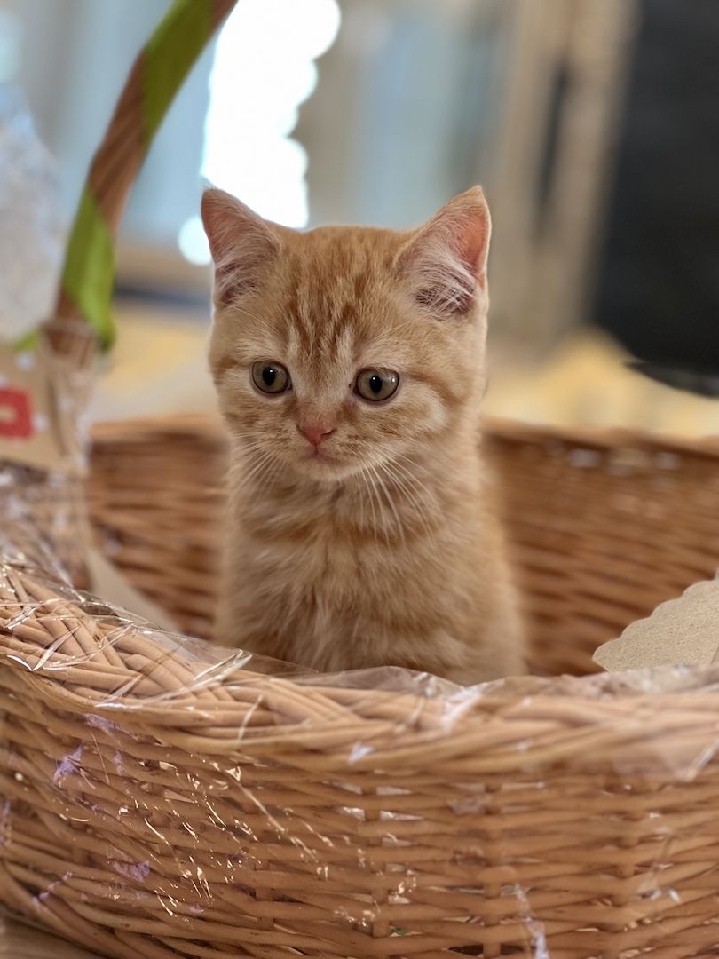 Reinrassige BLH und BKH Kitten golden shaded