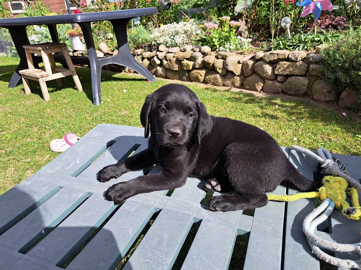 Labrador Welpen