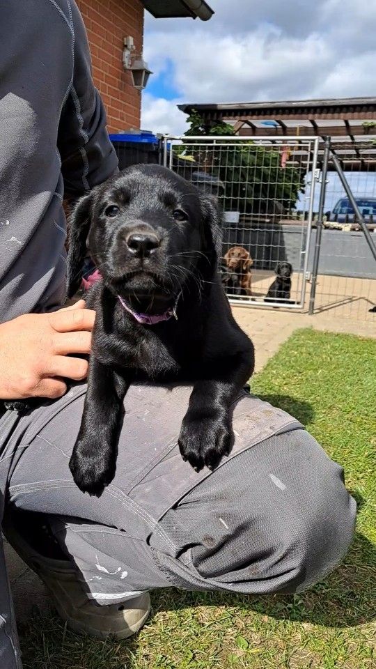 Labrador Welpen