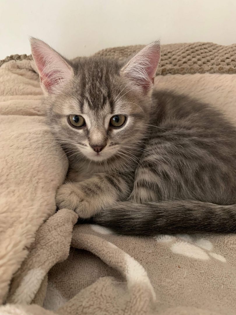 BKH Silber Tabby Classic BKH Silber Tabby Classic