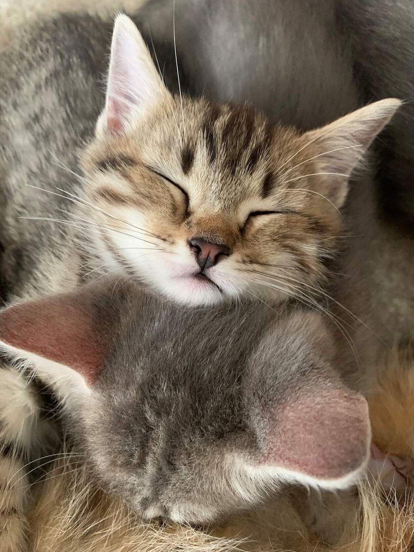 BKH Silber Tabby Classic BKH Silber Tabby Classic