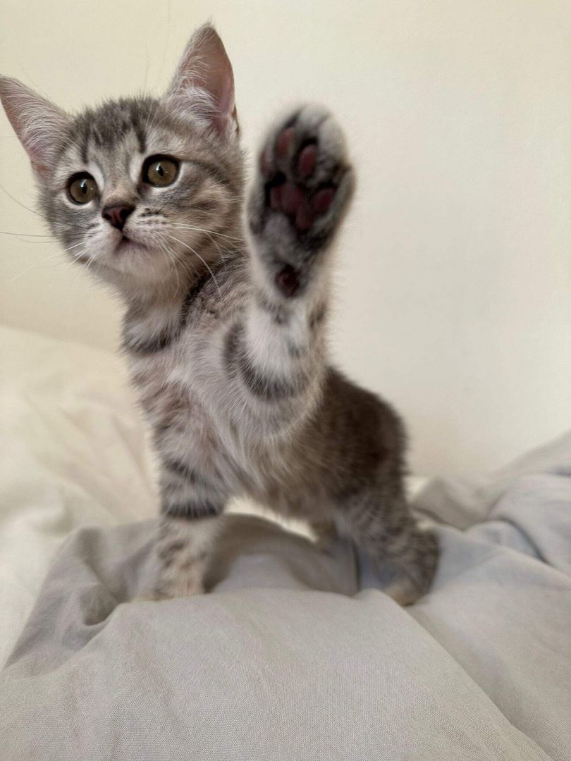 BKH Silber Tabby Classic BKH Silber Tabby Classic